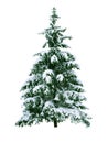 Christmas tree Royalty Free Stock Photo