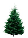 Christmas tree Royalty Free Stock Photo