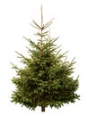 Christmas tree Royalty Free Stock Photo
