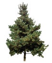 Christmas tree Royalty Free Stock Photo