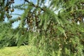 Christmas tree Abies in evergreen landscaped garden. Cones on branches of Abies tree, closeup. Royalty Free Stock Photo