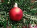 Christmas tree accessory & decoration closeup. Preparing & decorating Christmas tree with Xmas ball hanging in green & red Royalty Free Stock Photo