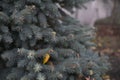 Christmas tree background. a blue spruce twig with an autumn leaf. the concept of autumn Royalty Free Stock Photo