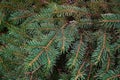 Christmas tree background with fir branches closeup. Coniferous green spruce. Photo background for design