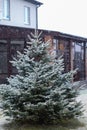 Christmas tree on the background of a house with a gazebo Royalty Free Stock Photo