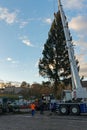 Christmas tree being lifted by crane for the christmas market 2023 in Erfurt at cathedral square