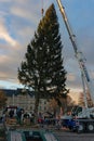 Christmas tree being lifted by crane for the christmas market 2023 in Erfurt at cathedral square