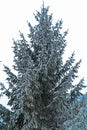 Christmas tree blue fir or pine. Snowy christmas park. Snowy winter outdoors. Cozy winter