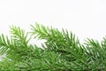 Christmas tree bough Royalty Free Stock Photo