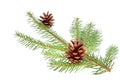 Christmas tree bough with cone Royalty Free Stock Photo