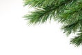 Christmas Tree Branch Background Royalty Free Stock Photo