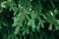 Christmas tree branch background. Spruce in the forest close-up. Evergreen tree