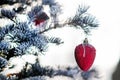 Christmas tree branch with Christmas ball in shape of strawberry Royalty Free Stock Photo