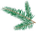 Christmas tree branch color vector Royalty Free Stock Photo