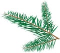 Christmas tree branch color vector