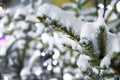 Christmas tree branch covered with snow, glowing bokeh from the garland