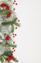 Christmas tree branch decorated with snow and red berries on a white background with copy space for text and image. Royalty Free Stock Photo