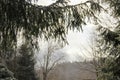 Christmas tree branch in the foreground. Small snowflakes that fall onto trees