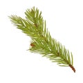 Christmas tree branch, isolated on white background, stock illustration drawn in gouache and watercolor