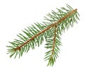 Christmas tree branch isolated on white with clipping path Royalty Free Stock Photo