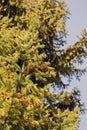 Christmas tree branch with needles and small cones in the summer Royalty Free Stock Photo