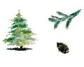Christmas tree branch with pine cones, watercolor drawn