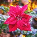 Christmas tree branch with red flower poinsettia close-up. New Year ornament for festive decor