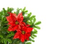 Christmas tree branch with red poinsettia flower over white Royalty Free Stock Photo