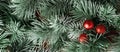 Christmas tree branch with several red baubles Royalty Free Stock Photo