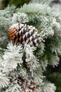 Christmas tree branch with snow with a fir cone. Festive background backdrop New Year and Christmas. Eco-friendly artificial Royalty Free Stock Photo