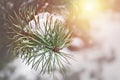 Christmas tree branch with snow