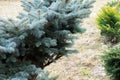 Christmas tree branch texture. Close up photo of blue spruce tree branches. Blue spruce tree background. Fir branches of blue Royalty Free Stock Photo