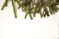 Christmas tree branch on white background. Isolate. The view from the top Royalty Free Stock Photo