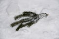 Christmas tree branch on white snow close-up Royalty Free Stock Photo