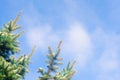 Christmas tree branches and blue sky on background. Christmas tree in the snow on a sunny day. the beginning of spring or the end Royalty Free Stock Photo