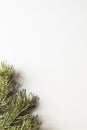 Christmas tree branches border over white Royalty Free Stock Photo
