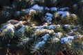 Christmas tree branches covered with snow close-up christmas background Royalty Free Stock Photo