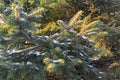 Christmas tree branches covered with snow close-up christmas background Royalty Free Stock Photo