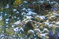 Christmas tree branches covered with snow close-up christmas background Royalty Free Stock Photo