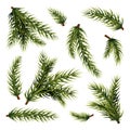 Christmas tree branches. Green plant branch, isolated on white background fir or pine. New year xmas twigs, evergreen Royalty Free Stock Photo