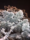 Christmas tree branches in hoarfrost