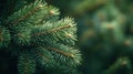 Christmas tree branches with sharp green needles on a blurred background. Freshness and the winter season Royalty Free Stock Photo