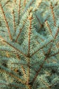 Christmas tree branches with short needles. Beautiful texture background Royalty Free Stock Photo