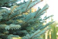 Christmas tree branches with short needles. Beautiful texture background Royalty Free Stock Photo