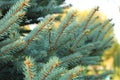 Christmas tree branches with short needles. Beautiful texture background Royalty Free Stock Photo