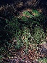 Christmas Tree Branches and Twigs on the Ground