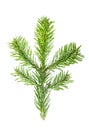 Christmas tree brunch isolated white background Spruce twigs