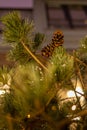 Christmas tree with cones on a city street illuminated with a garland and advertising lights Royalty Free Stock Photo