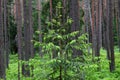 Christmas tree in a coniferous forest. Color photo.