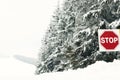 Christmas tree cover snow in forest in winter time Royalty Free Stock Photo